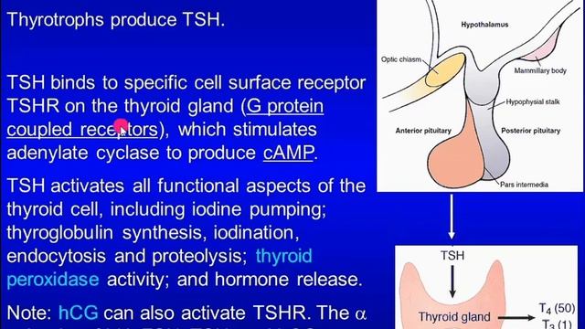 Hormones – Thyroid Axis