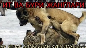 Бури Ва Ит жанги Узбекистон бурибосарлари