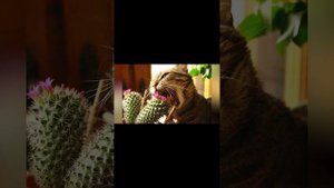 Шизанутый кот. Сола Монова