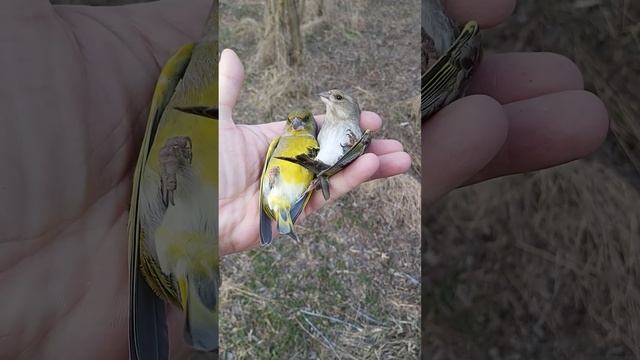 Обзор птица Зеленушка (Дубарь) самец и самка