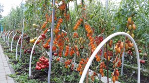 Капельный полив на участке быстро и надежно