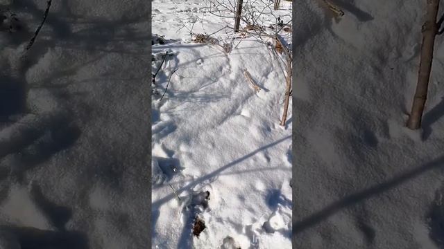 саженцы голубики Иркутск. Ежевика на сегодняшний день..mp4