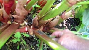 Почему овощи очень полезные