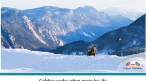 Aspect 11_Module 2_MAGNIFICENT EAGLES_Video