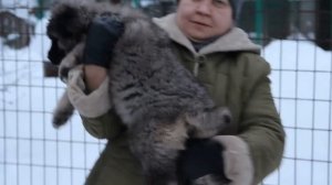 кавказская овчарка