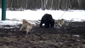 Притравка западносибирских лаек на медведя