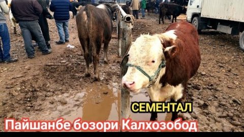 Молбозори Калхозобод Нархои букахои калон букахои майда ва Букаи сементал Бехтарин нархо 04 01 2025