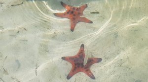 ФУКУОК ПЛЯЖ МОРСКИХ ЗВЕЗД ВЬЕТНАМ
Phu Quoc Island STARFISH BEACH  Vietnam