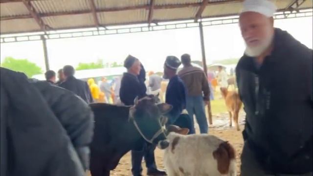 Шанбебозор нархи бука гночин калон майда не пропустить 13 мая 2023 г.