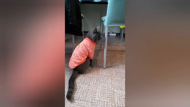 Красный кофтан кота