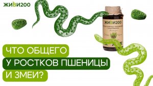 Что общего: #росткипшеницы и #змея ?🌱#клетчатка #запоры #вздутиеживота #жкт #кишечник #пищеварение