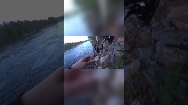 Vuoksa #fishing #fishingvideo #рыбалка