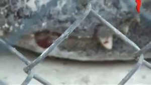 Крокодил укусил человека за руку 🔴 Не для слабонервных