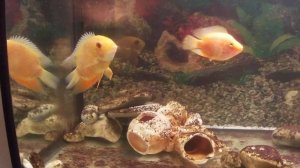 загадка поведение рыб