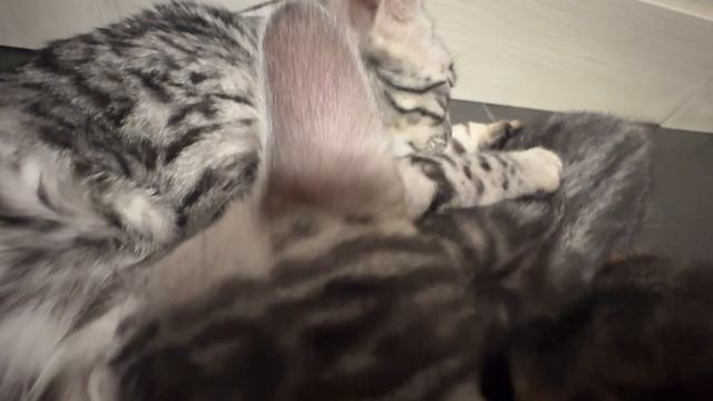 Milk Cats