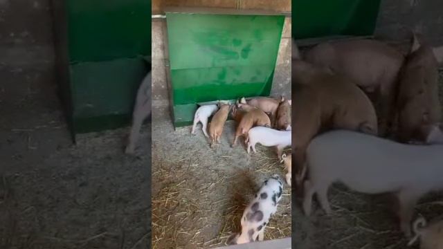 Кормушки для откорма свиней с закрытым кормоместом бункерная