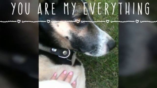 Фотки моей собаки смотреть онлайн