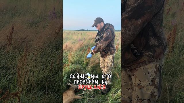 Медальный козлик. ПЦР тест #shorts #спектроптик #охота #трофей #косуля #hunting #hunt