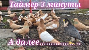 Таймер на три минуты далее Сапсан