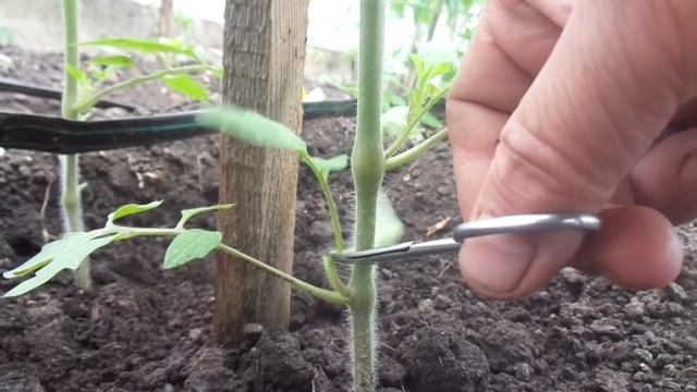 КАК ПРАВИЛЬНО УДАЛЯТЬ ПАСЫНКИ У ТОМАТОВ? ОГОРОДНАЯ АЗБУКА ОЛЬГИ ЧЕРНОВОЙ.
