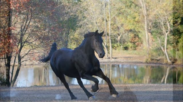 Beautiful Breeds Of Horse ~ OurWorldOfHorses.com смотреть онлайн