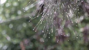 МаргоНика - Дождь разлуки