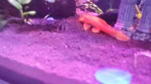 Губки и рыбки