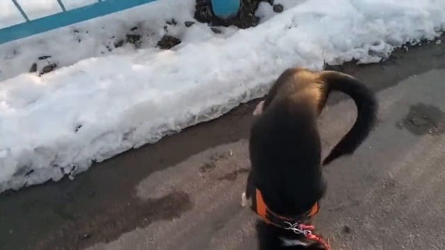 Счастливая собака!)) Прогулка с Диной 3 смотреть онлайн