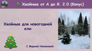 НОВОГОДНИЙ ВЫПУСК. Хвойные для новогодней ели