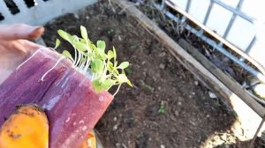 Сажаем в Марте под Агроволокно 🌿 Капусту Редис Салат Укроп Лук