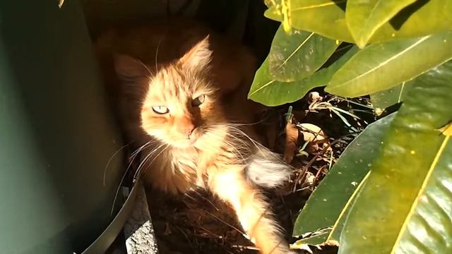 Samsung Focus Video Sample смотреть онлайн