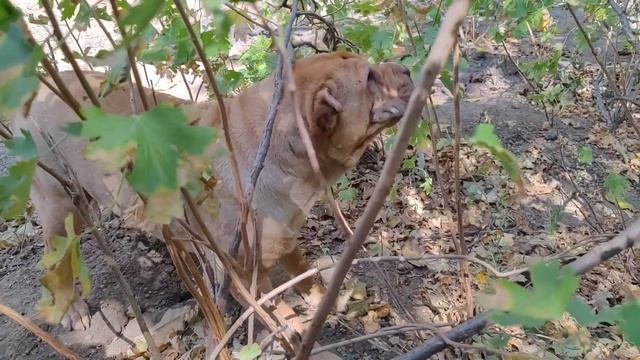 Девочка собака Мася кидается, но не просто так, я собаку задираю! смотреть онлайн