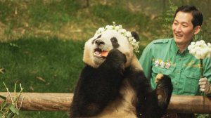 Мой друг панда - Annyeong, halbuji