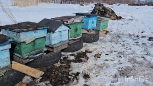 выставка пчёл 2024