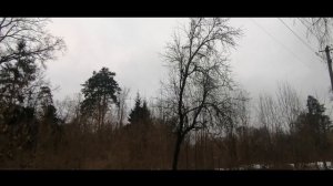 А вы слышали? как СОЙКА кричит и КОПИРУЕТ голоса?