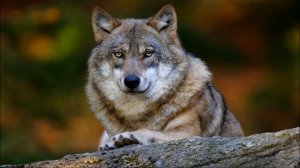 Rainbow - Snowman (Инструментальная музыка)