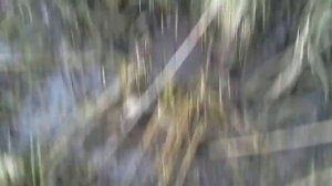 grizzly 660 в болоте