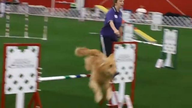 Indie, 10/5/2011, Purina Farms -- And the wheels fall off..... смотреть онлайн