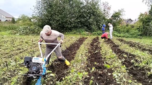 КОПАТЬ КАРТОШКУ МОТОБЛОКОМ ЛЕГЧЕ, НО ЕСТЬ СВОИ НЮАНСЫ / Деревенька на Урале / Выпуск 35