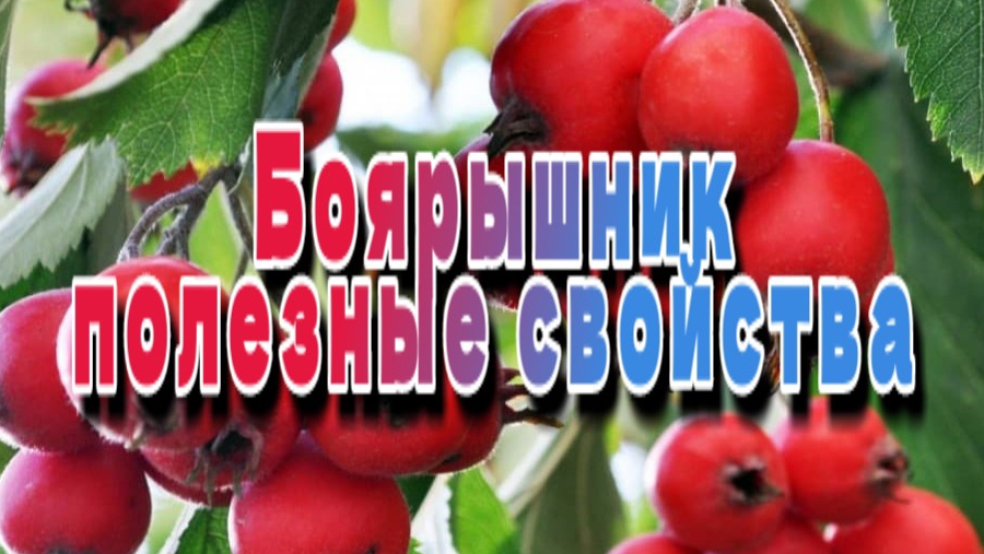 Боярышник полезные свойства