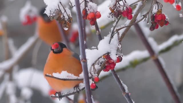 Снегири Игорь Чернявский смотреть онлайн