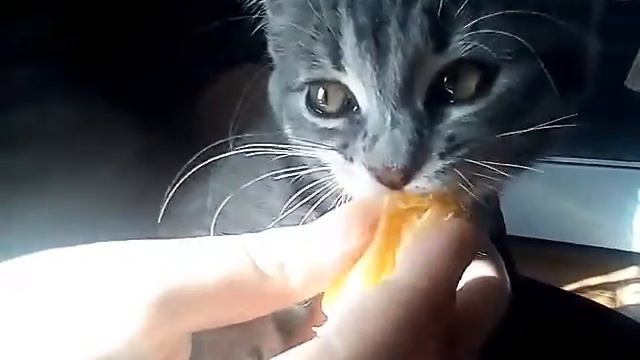 кошка СОСЕТ апельсин/cat SUCKS orange!!! #cat #laughter #funnyanimals #кошка #смешныеживотные