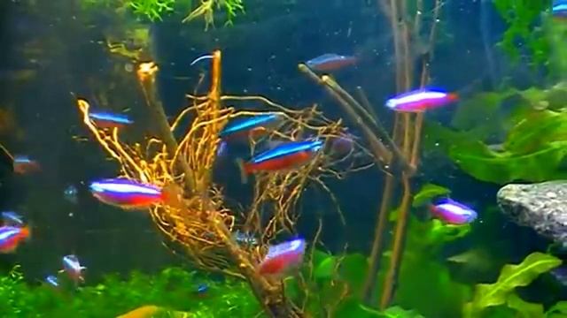 #Aquarium. Неоны кормятся. Paracheirodon axelrodi. смотреть онлайн