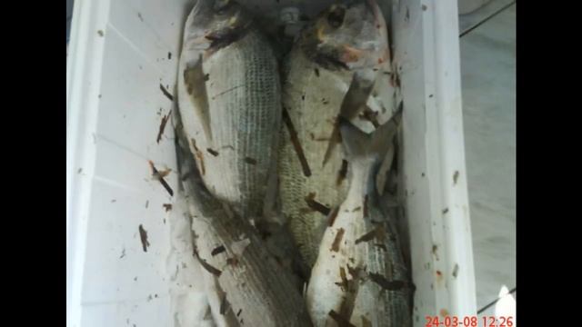 foto fish διαφορα смотреть онлайн