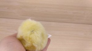 Цыпленок пищит