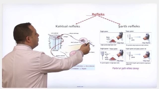 YGS-LYS BİYOLOJİ - İnsanda Sinir Sistemi 2