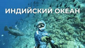 Кайфуем от ПРОЗРАКА 30 м, плаваем с АКУЛАМИ и охотимся на трофеев | Индийский океан