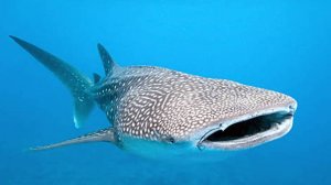 КИТОВАЯ АКУЛА И МАНТЫ С ICOM МААФУШИ
Whale shark and manta ray with icom MAAFUSHI