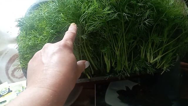 Свежая, сочная зелень в середине сентября! смотреть онлайн