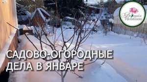 Садово-огородные дела в январе